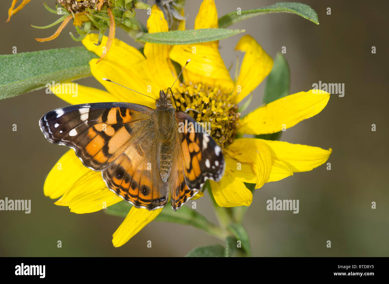 American Lady, Vanessa virginiensis, nectaring from Maximilian