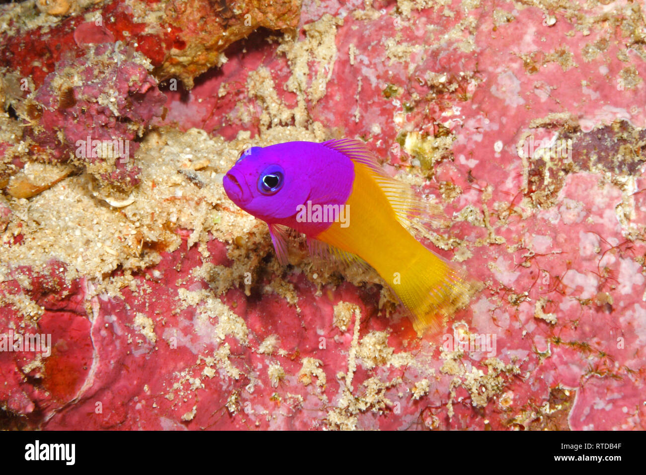 Royal Dottyback, Pictichromis paccagnellae, previously Pseudochromis paccagnellae. Uepi, Solomon Islands. Solomon Sea, Pacific Ocean Stock Photo