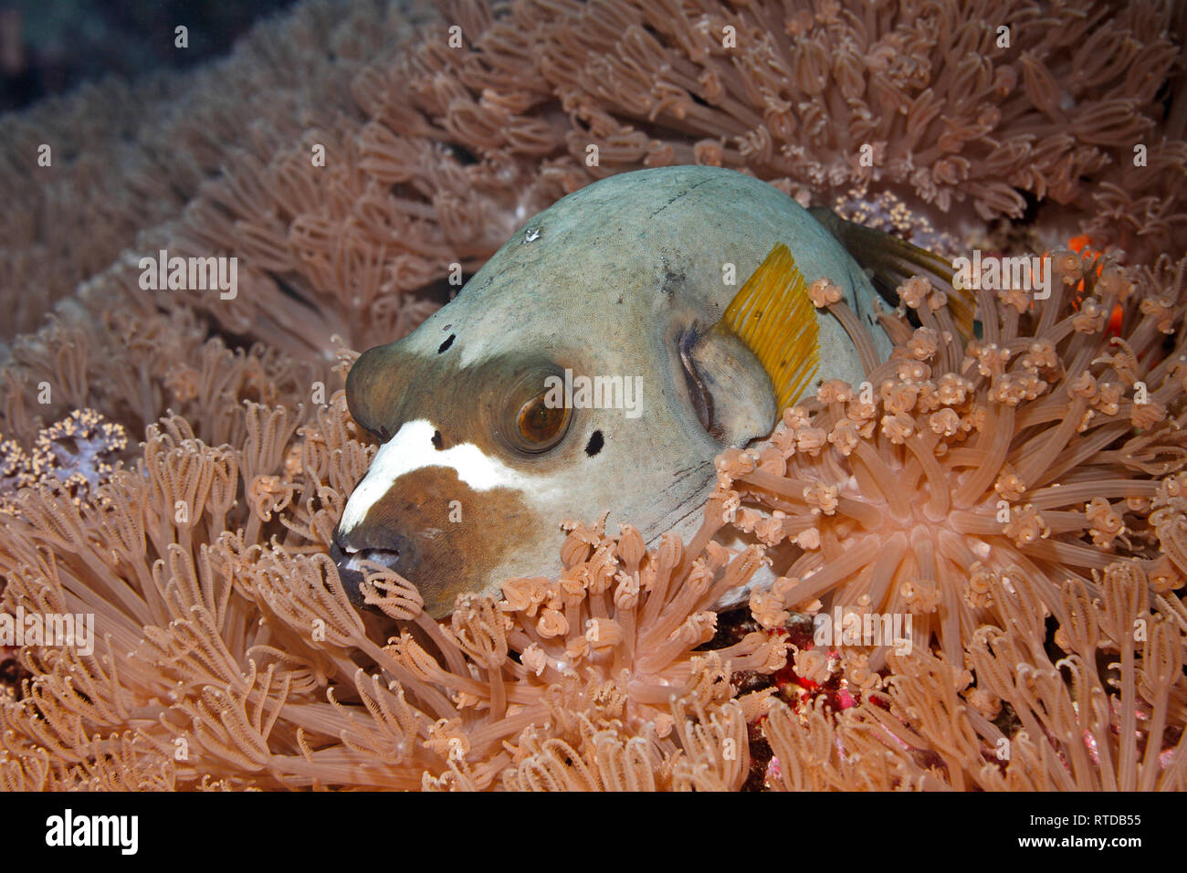 Black Spotted pufferfish, Arothron nigropunctatus, resting in a patch of soft corals. Uepi, Solomon Islands. Solomon Sea, Pacific Ocean Stock Photo