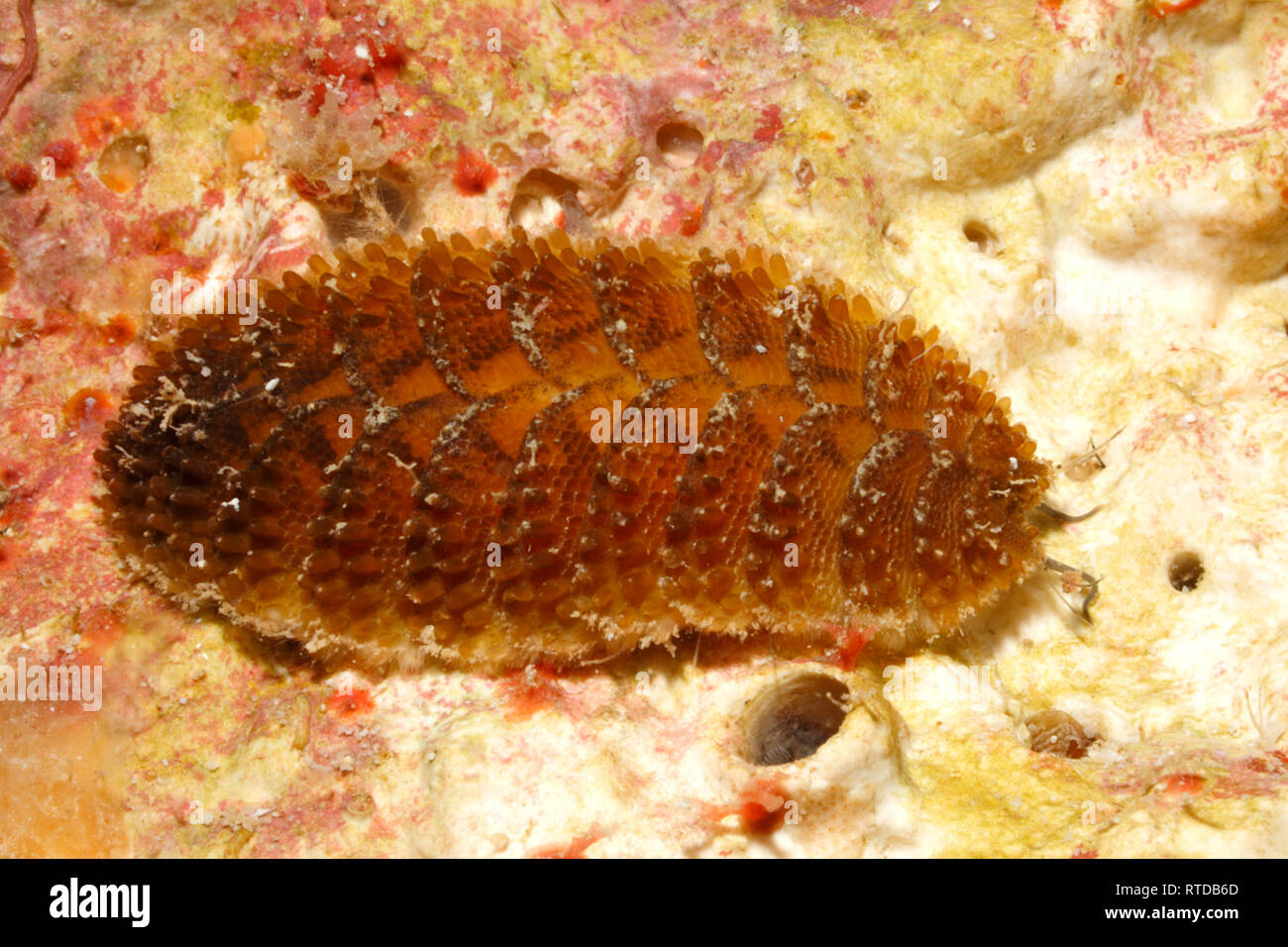Segmented Scale Worm, Paralepidonotus indicus. Uepi, Solomon Islands Stock Photo