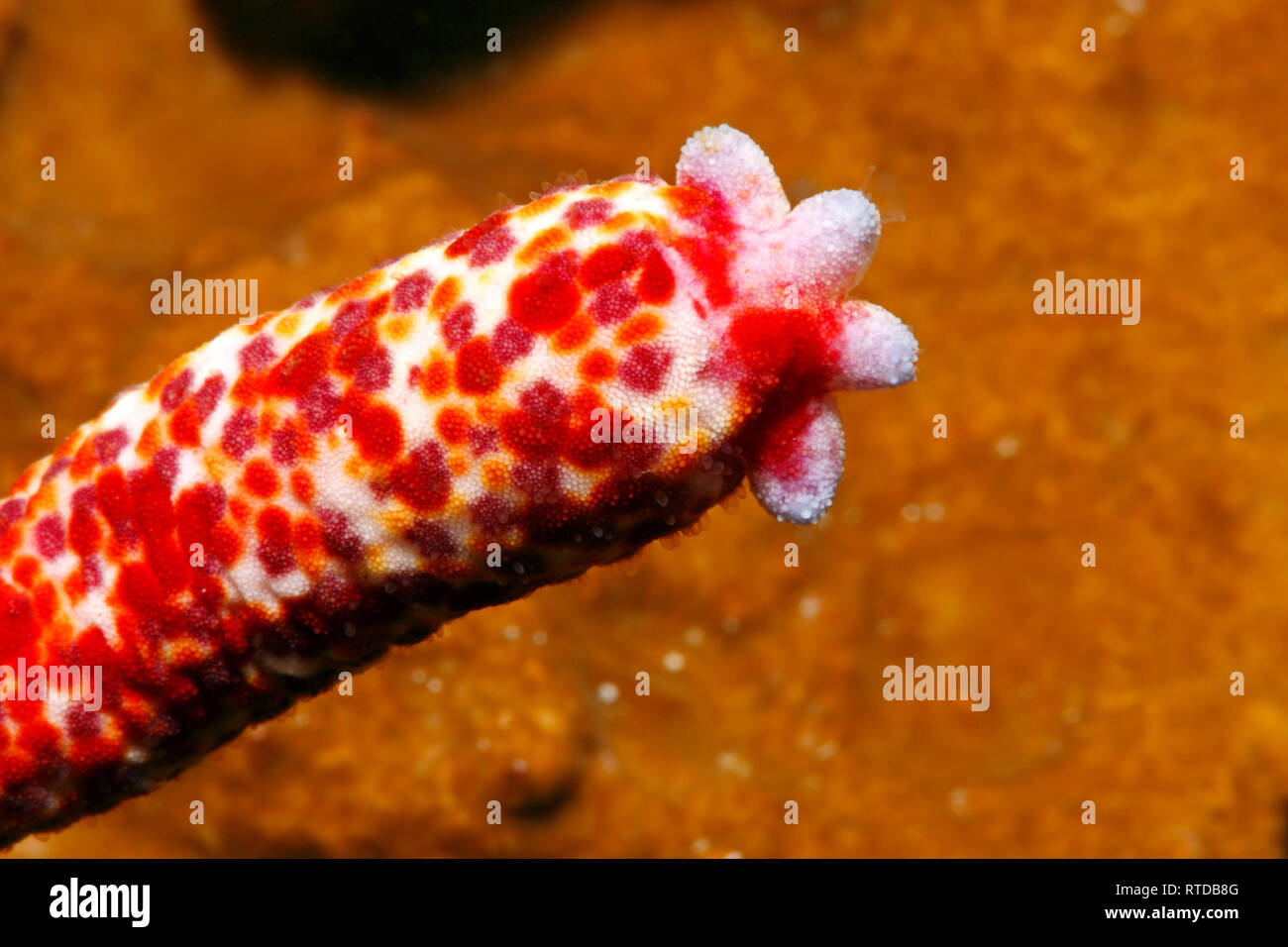 Comet Sea Star, Linckia multifora, showing a four arm regeneration growing from the stump of a 'parent' arm. See below for more information. Stock Photo