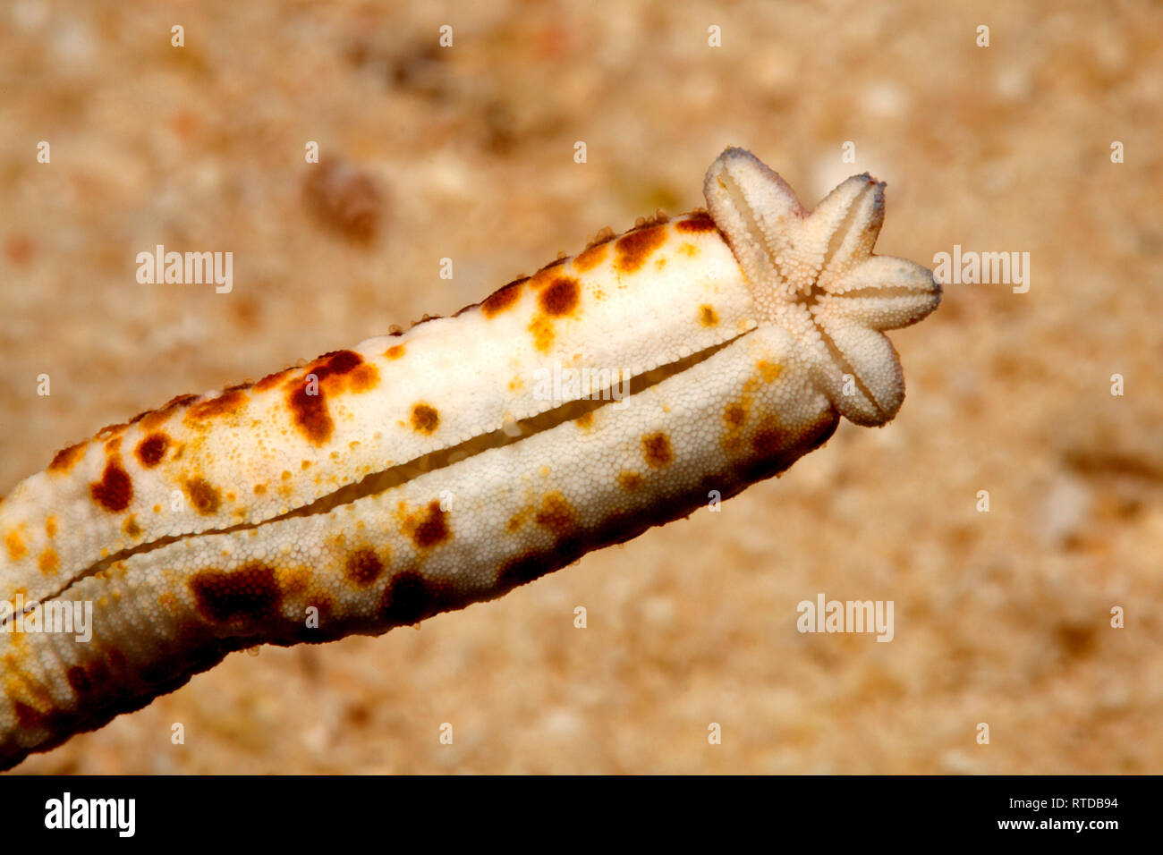 Comet Sea Star, Linckia multifora, showing a four arm regeneration growing from the stump of a 'parent' arm. See below for more information. Stock Photo