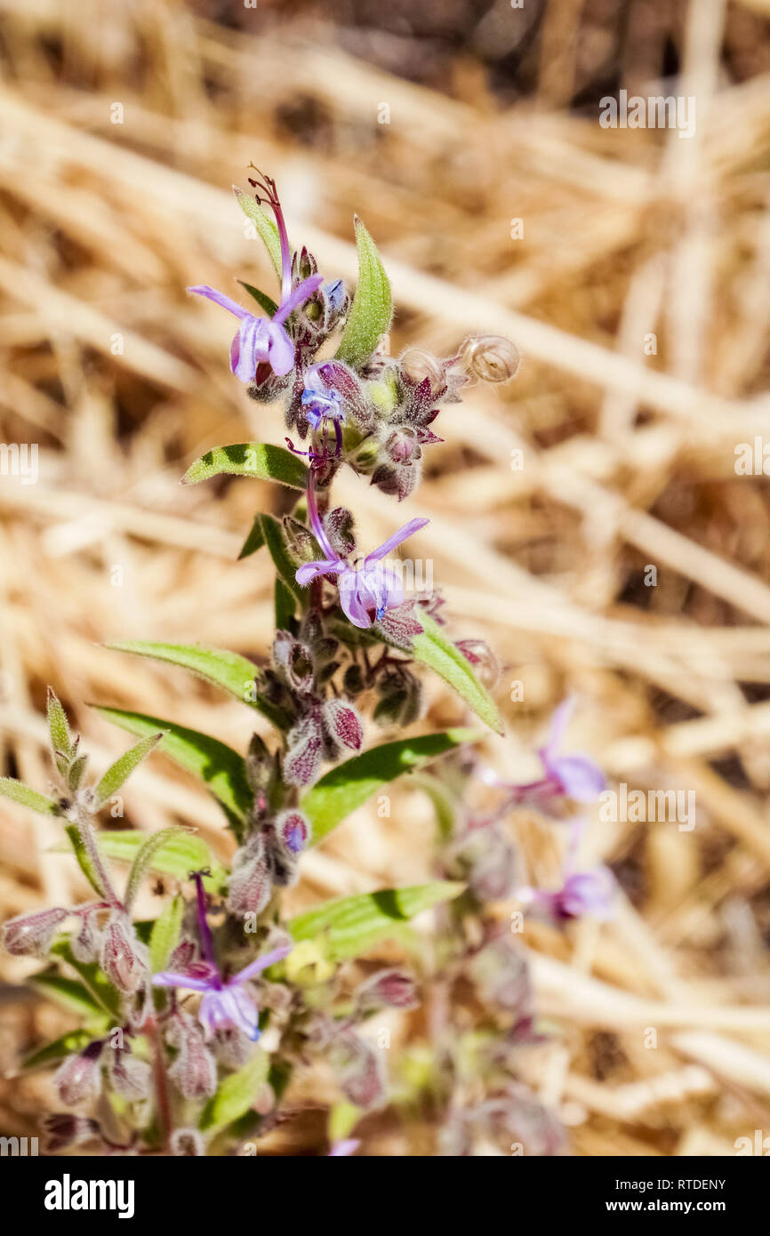 Vinegar Weed (Trichostema lanceolatum, Lamiaceae) flower, strong vinegar smell, California Stock Photo
