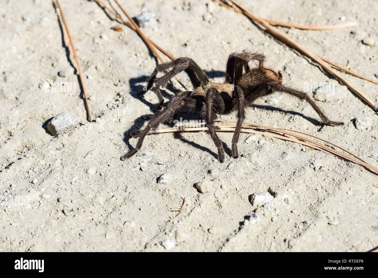 Close up of tarantula male walking in daylight during the mating season, California Stock Photo
