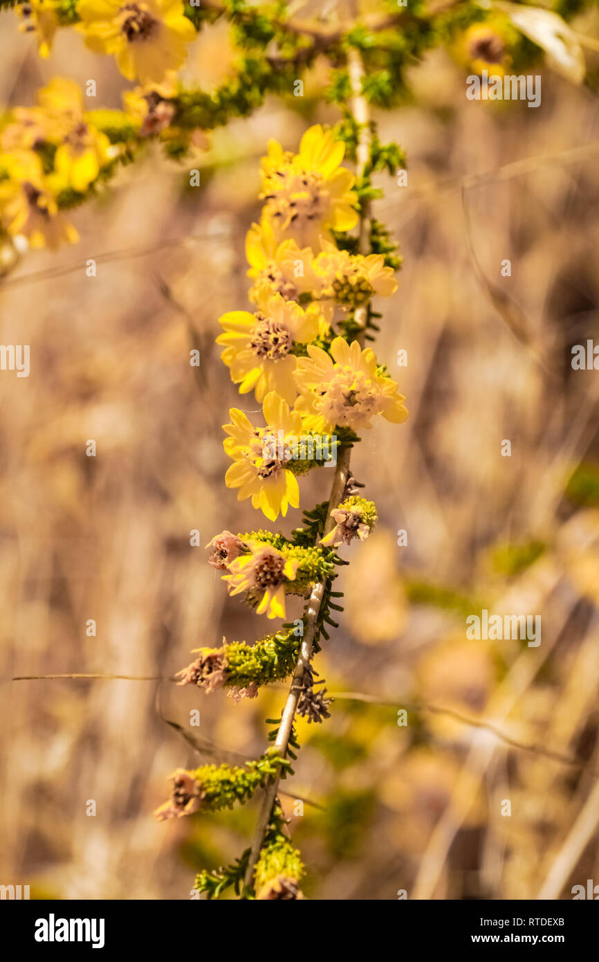 Rosin Weed (Calycadenia truncata) in bloom, Henry W. Coe State Park, California Stock Photo