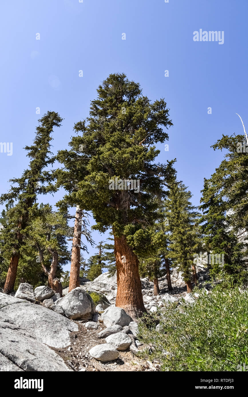 Trees on the shoreline of Lone Pine Lake, Eastern Sierras, California Stock Photo