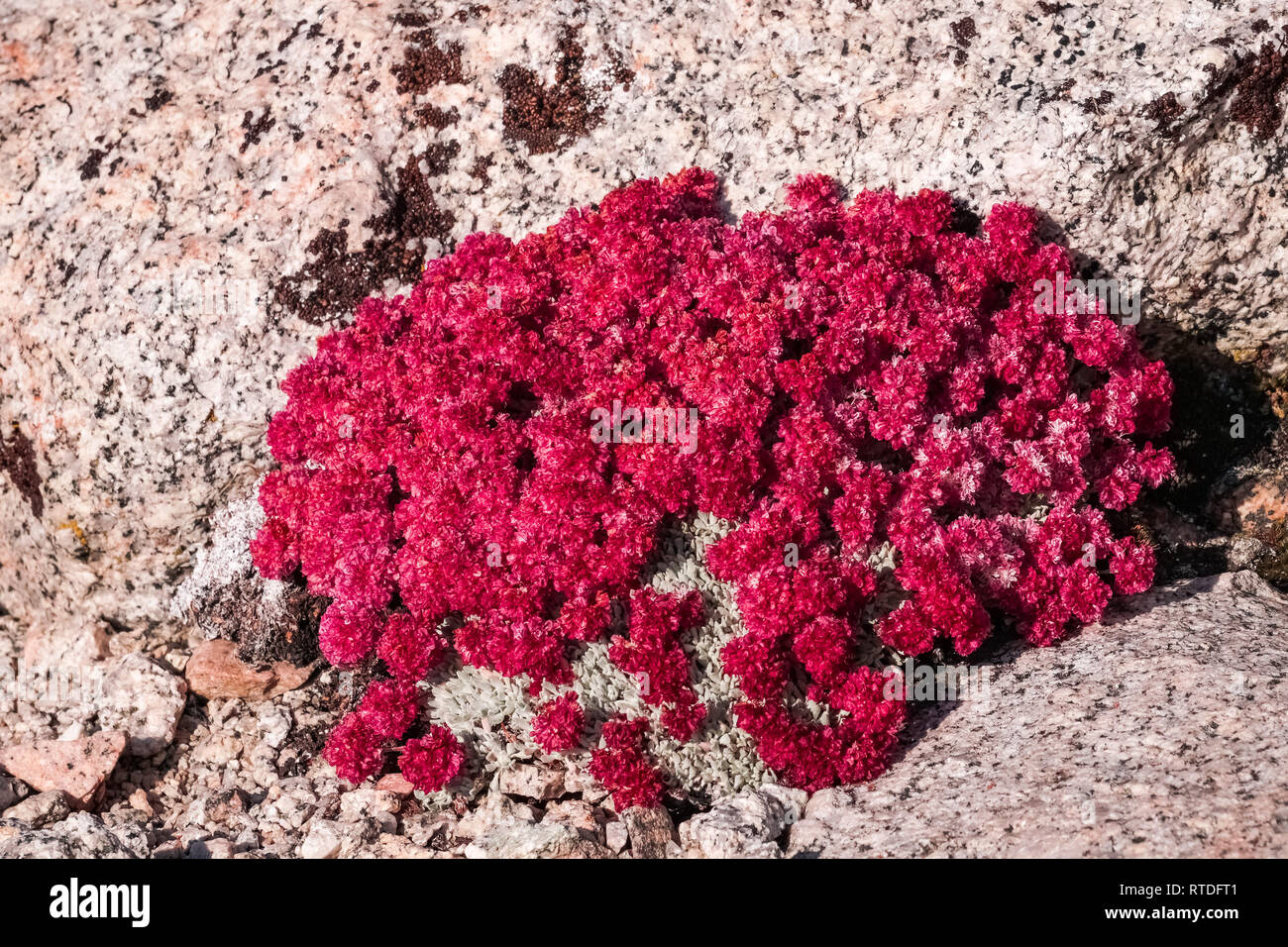 Alpine Sulphur-Flowered Buckwheat (Eriogonum ovalifolium), Eastern Sierra Mountains, California Stock Photo