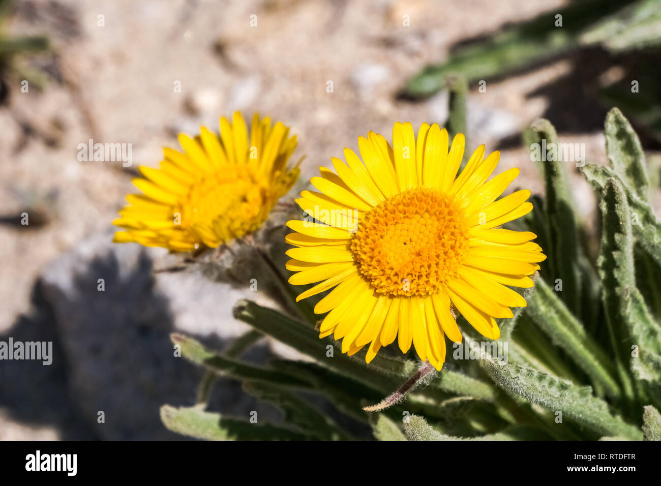 Alpine Gold (Hulsea algida) flowers, Eastern Sierra Mountains, California Stock Photo
