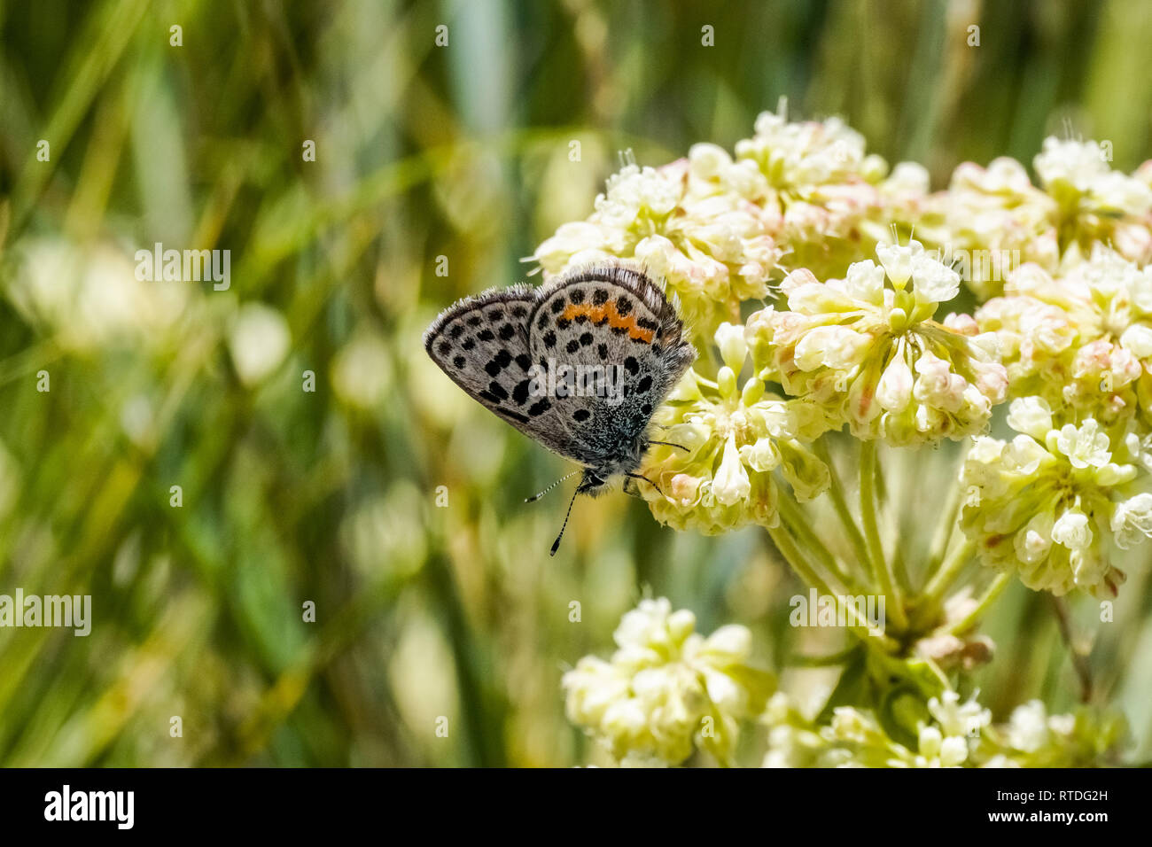 Butterfly on Sulphurflower buckwheat flowers (Eriogonum umbellatum), Yellowstone National Park Stock Photo