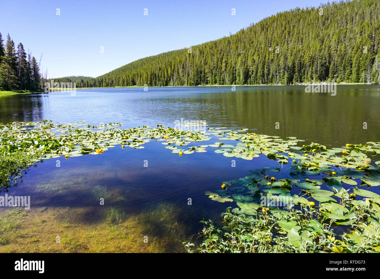Clear blue lake water lilies hi-res stock photography and images - Alamy