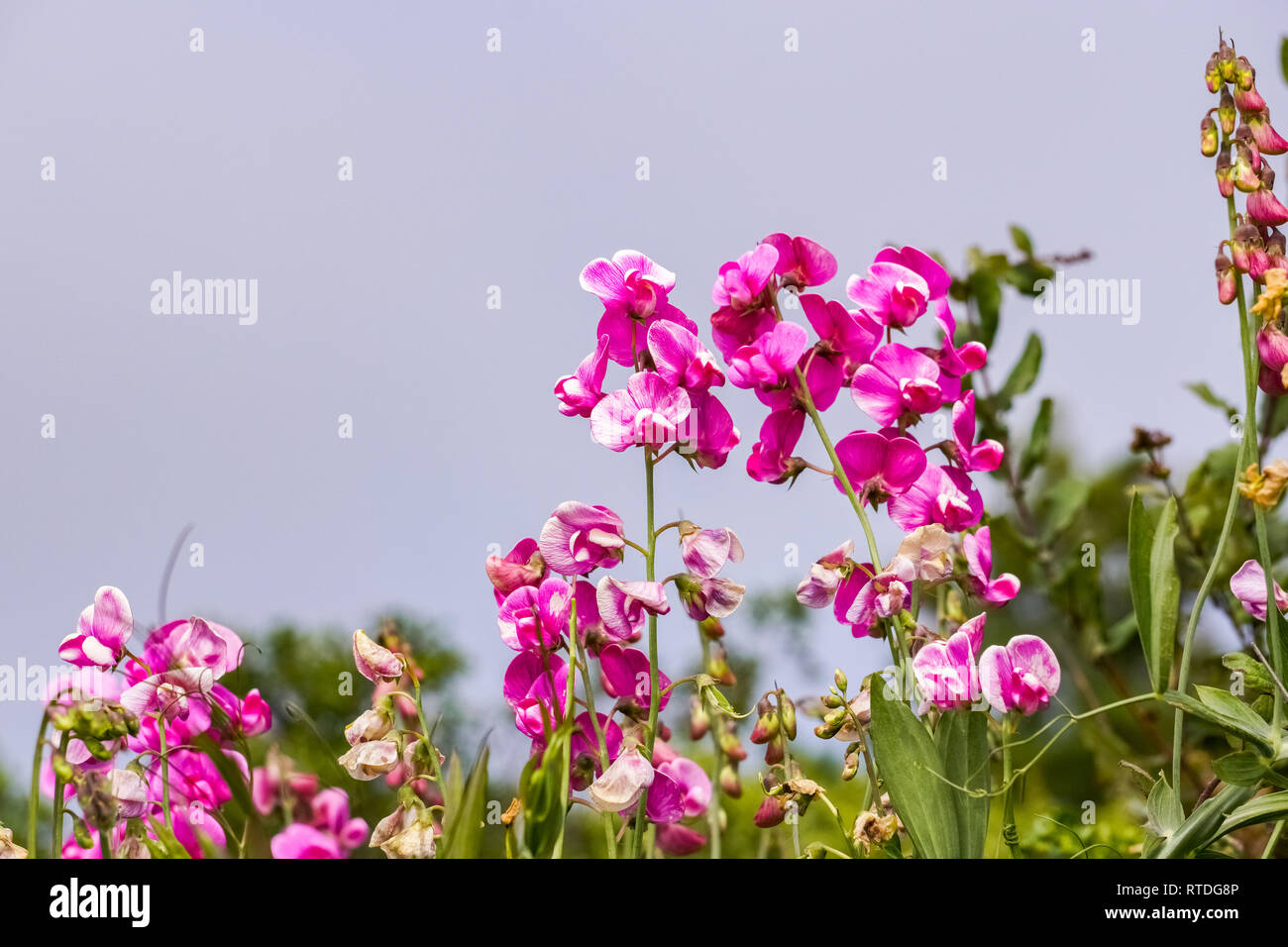 Point Reye Flower Bloom Sweet pea pink flowers with a fog background, Point Reyes National ...