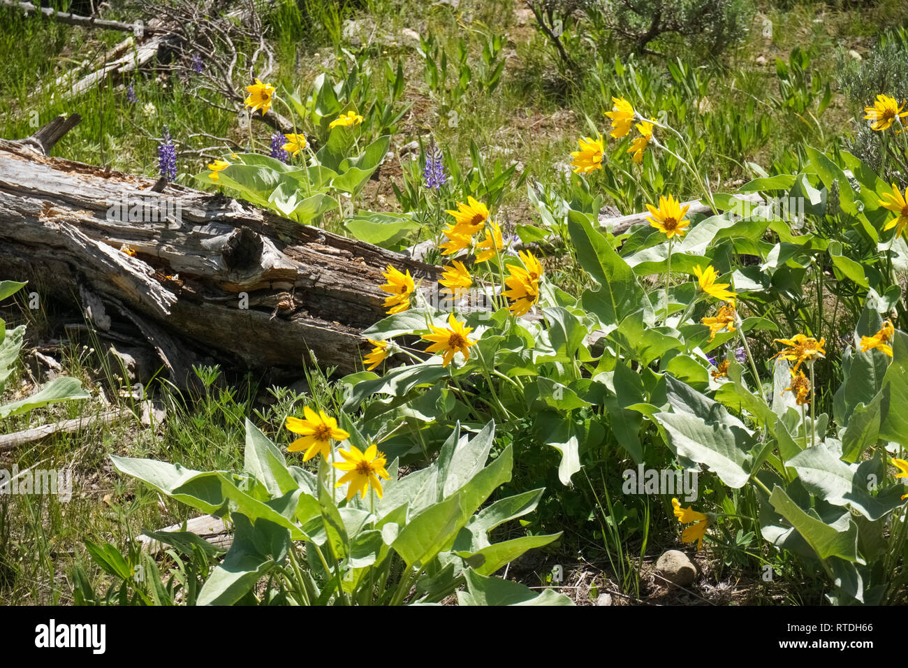Arrowleaf Balsamroot (Balsamorhiza sagittata) wild flowers, Yellowstone National Park Stock Photo