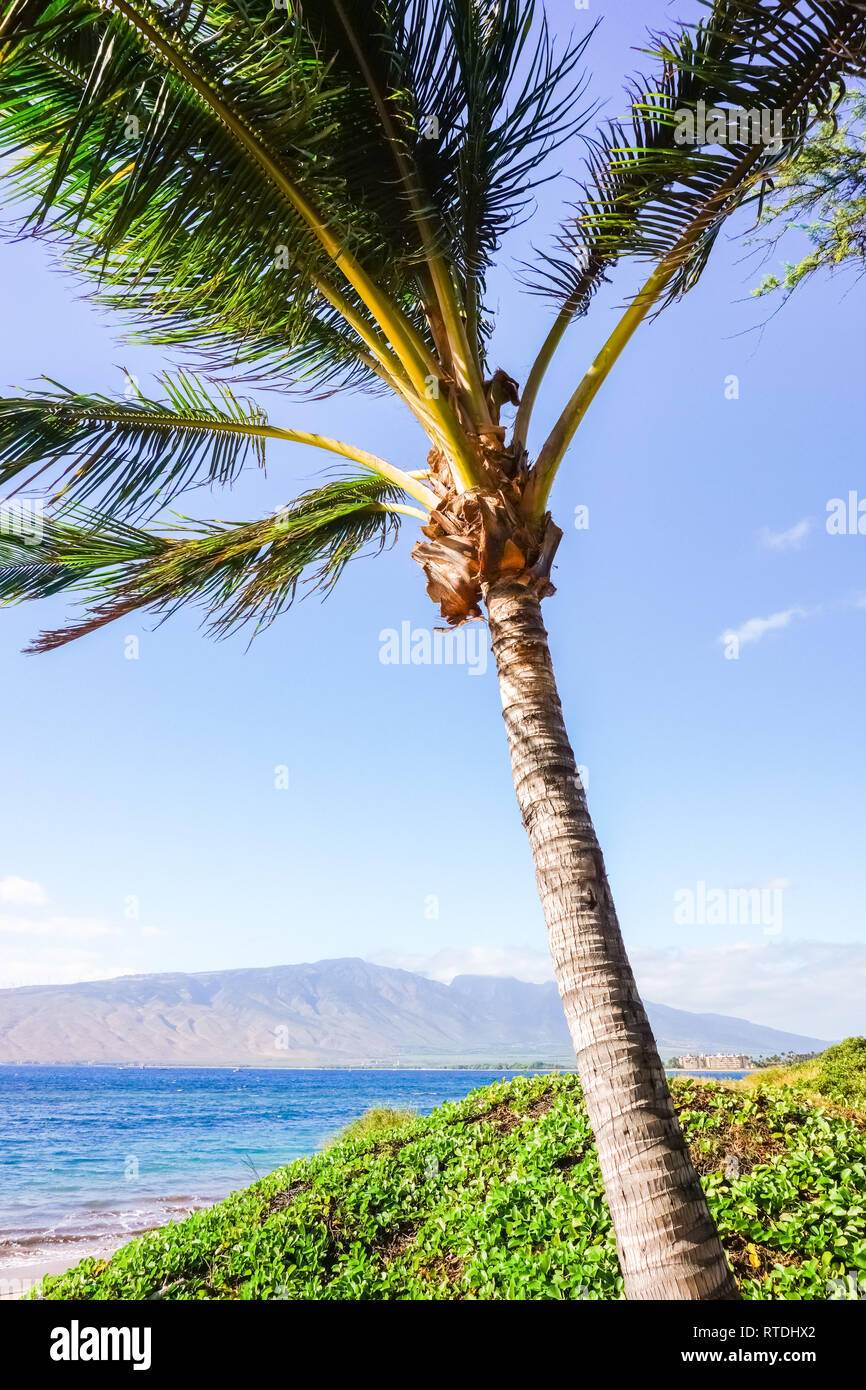 Sandy beach with coconut trees, Maui, Hawaii Stock Photo Alamy