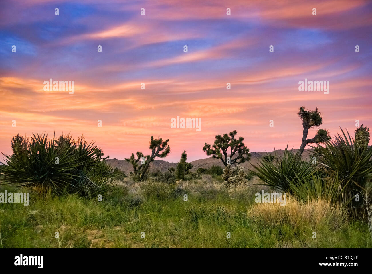 Blooming Joshua Trees (Yucca Brevifolia) on a colorful sunset