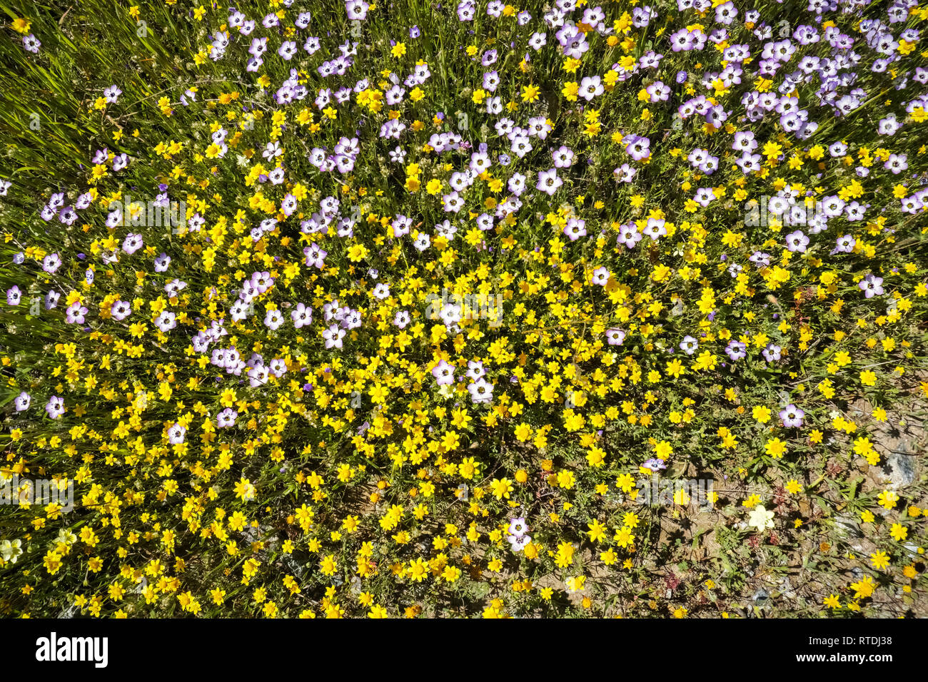 Diverse wildflowers hi-res stock photography and images - Alamy