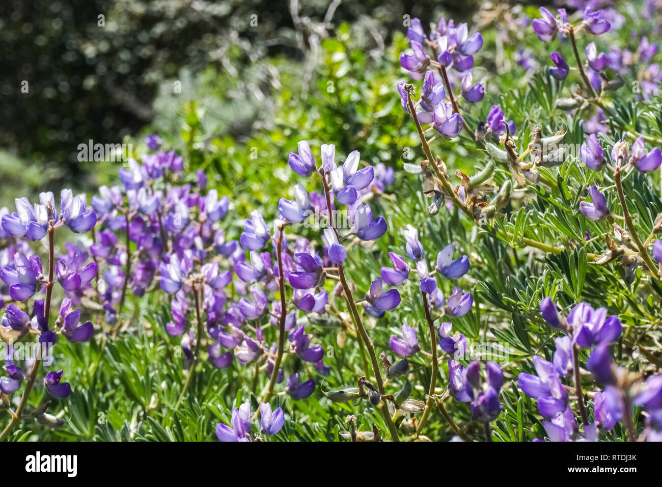 Lupine flowers (Lupinus microcarpus or valley lupine), California Stock Photo