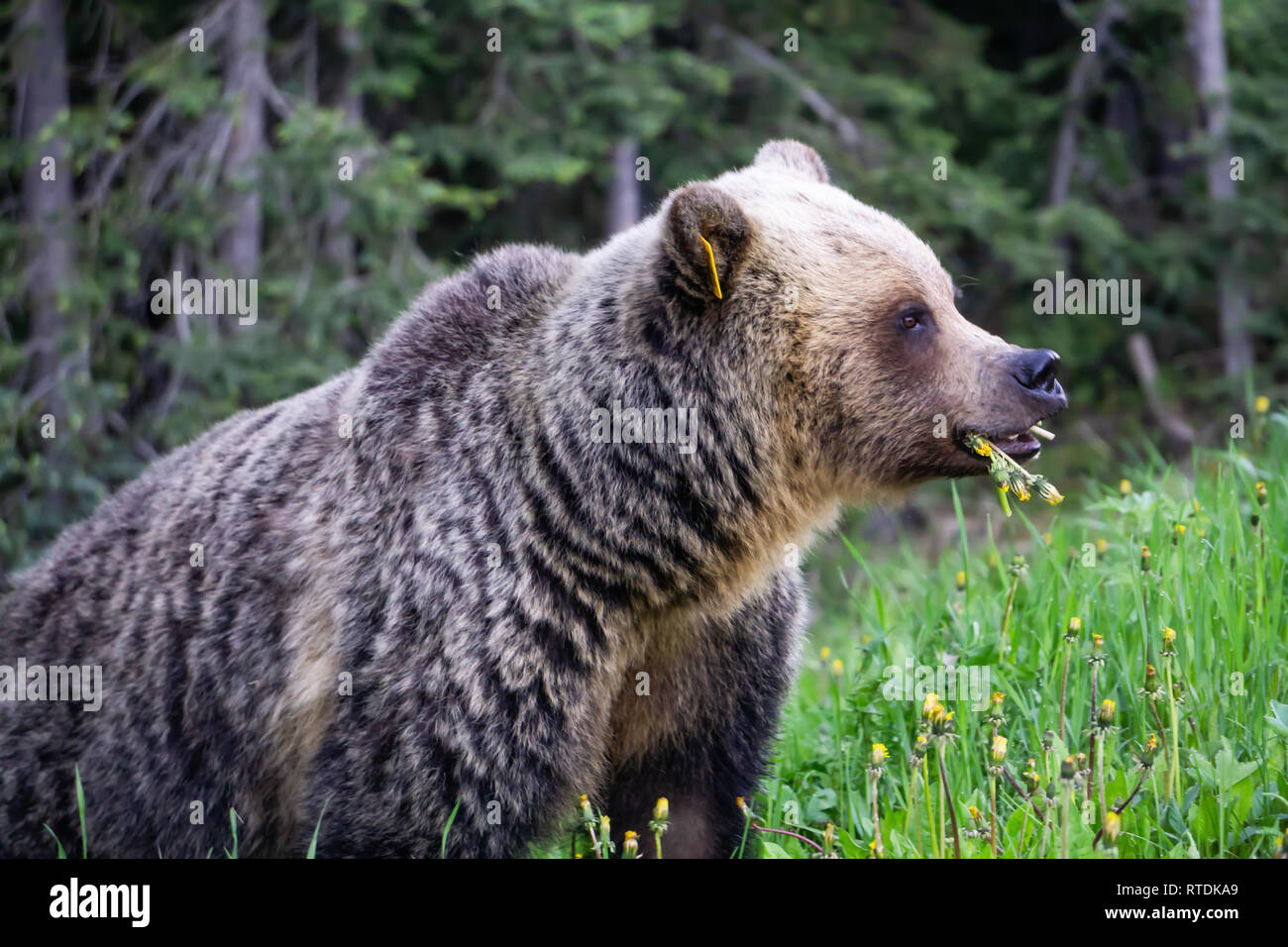 Mother Grizzly Bear is eating weeds and grass in the nature. Taken in Banff National Park, Alberta, Canada. Stock Photo