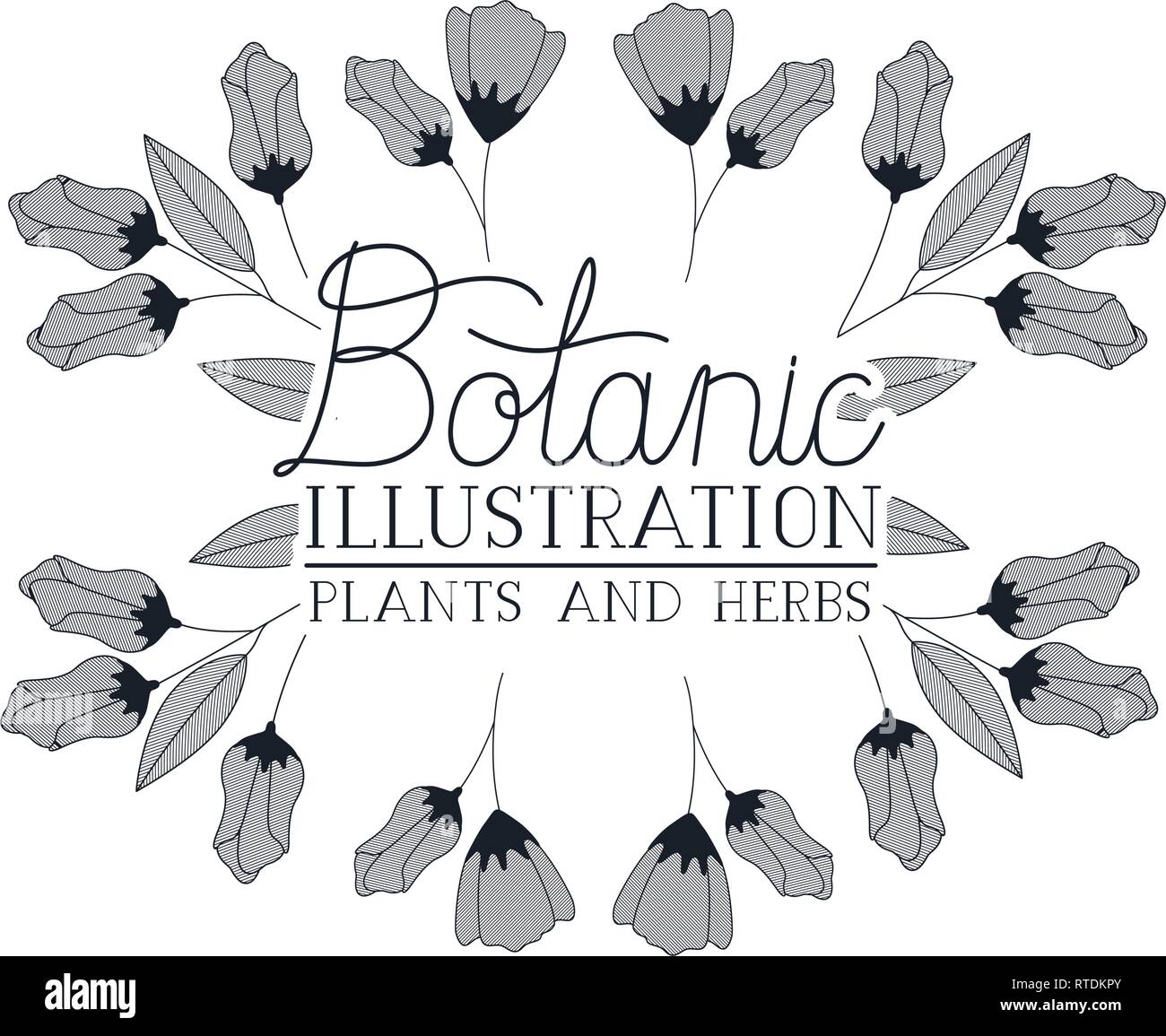botanic illustration label with plants and herbs vector illustration ...
