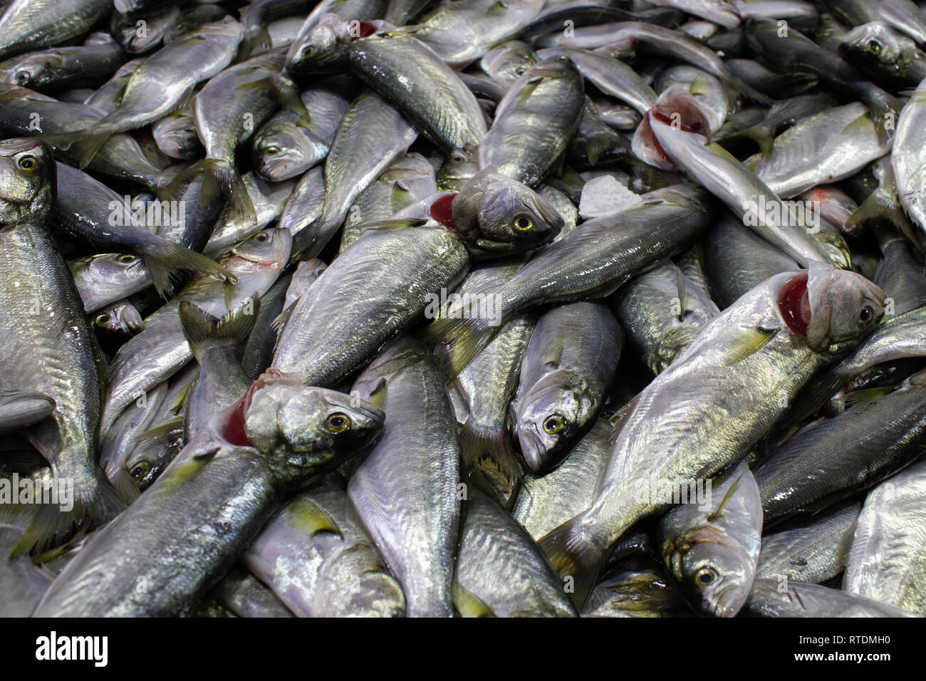 Cinekop High Resolution Stock Photography And Images Alamy
