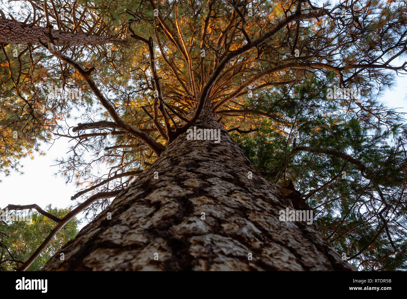 View of a large tall tree in Yosemite National Park, California, United