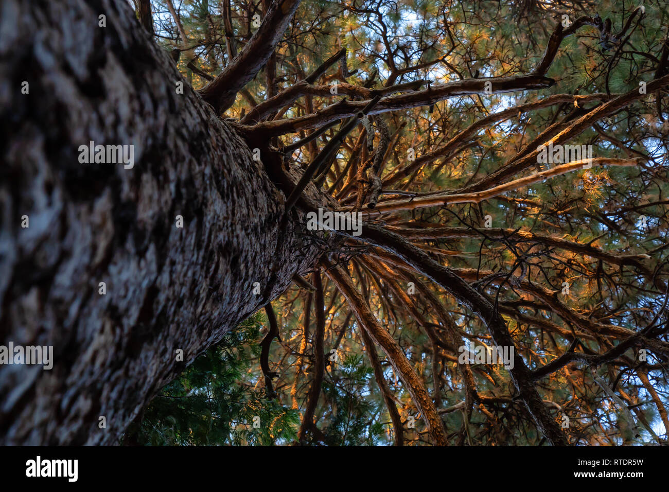 View of a large tall tree in Yosemite National Park, California, United