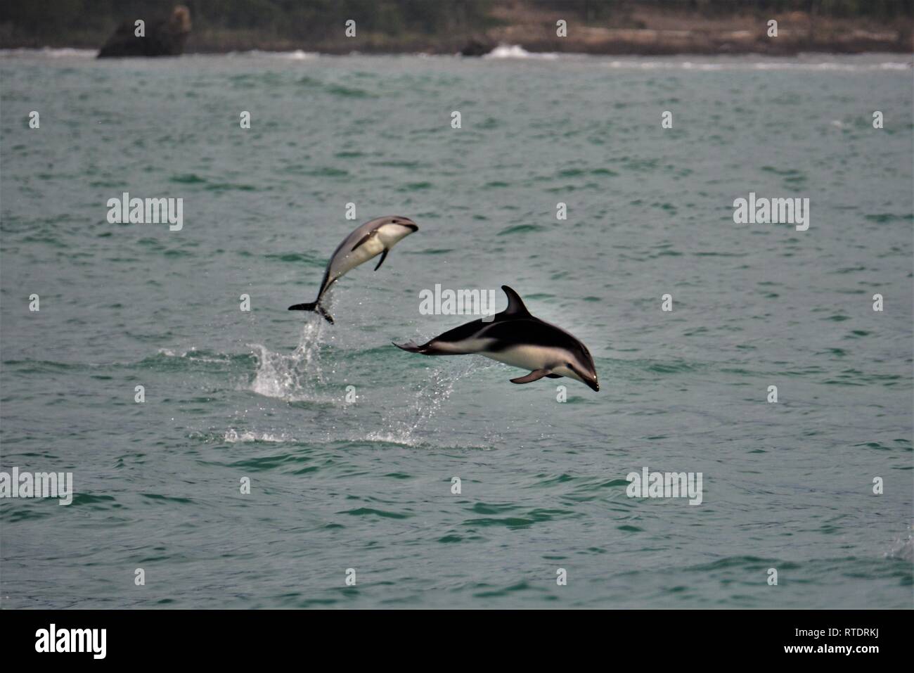 Dusky dolphins (Lagenorhynchus obscurus) breaching in Kaikoura, New Zealand. Stock Photo