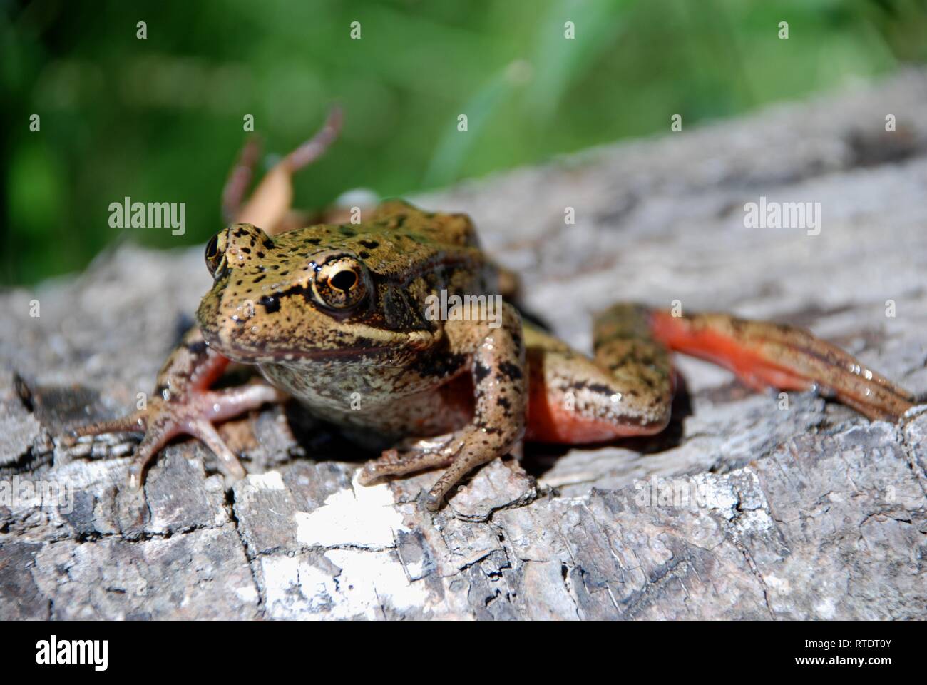 Northern red-legged frog (Rana aurora) in the Pacific Northwest, USA. Stock Photo