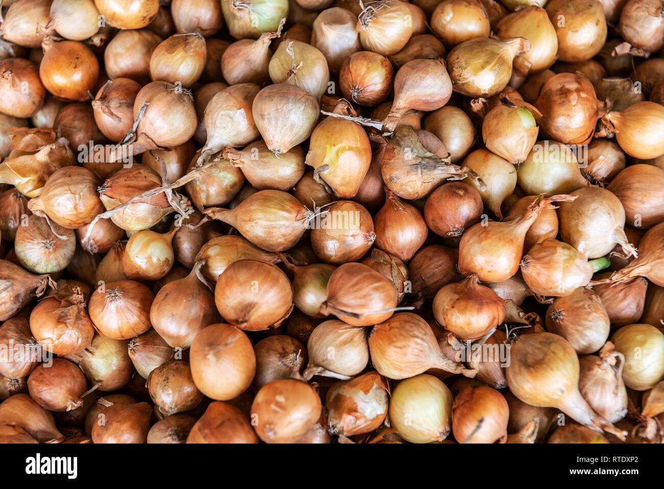 Yellow Onions, Market Hall, Funchal, Madeira, Portugal Stock Photo