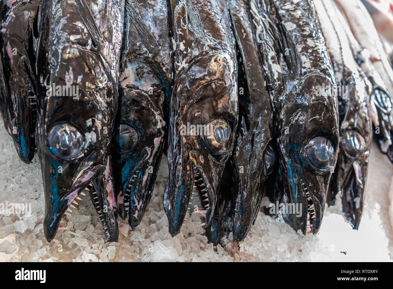 Black scabbardfish (Aphanopus carbo) lie on ice at the fish market, market hall, Funchal, Madeira, Portugal Stock Photo