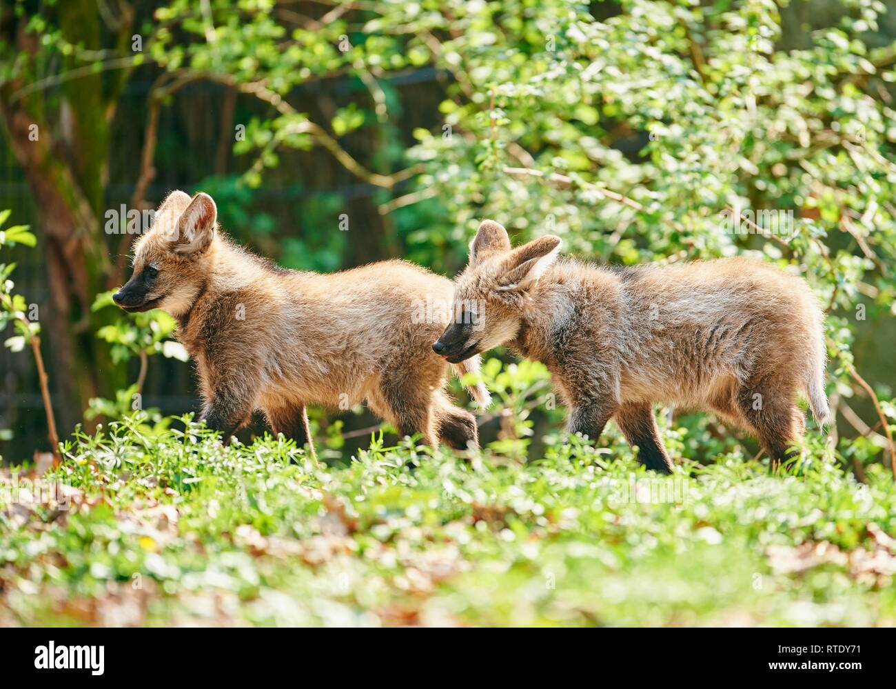 Two Maned Wolves Two wolf cubs hi-res stock photography and images - Alamy