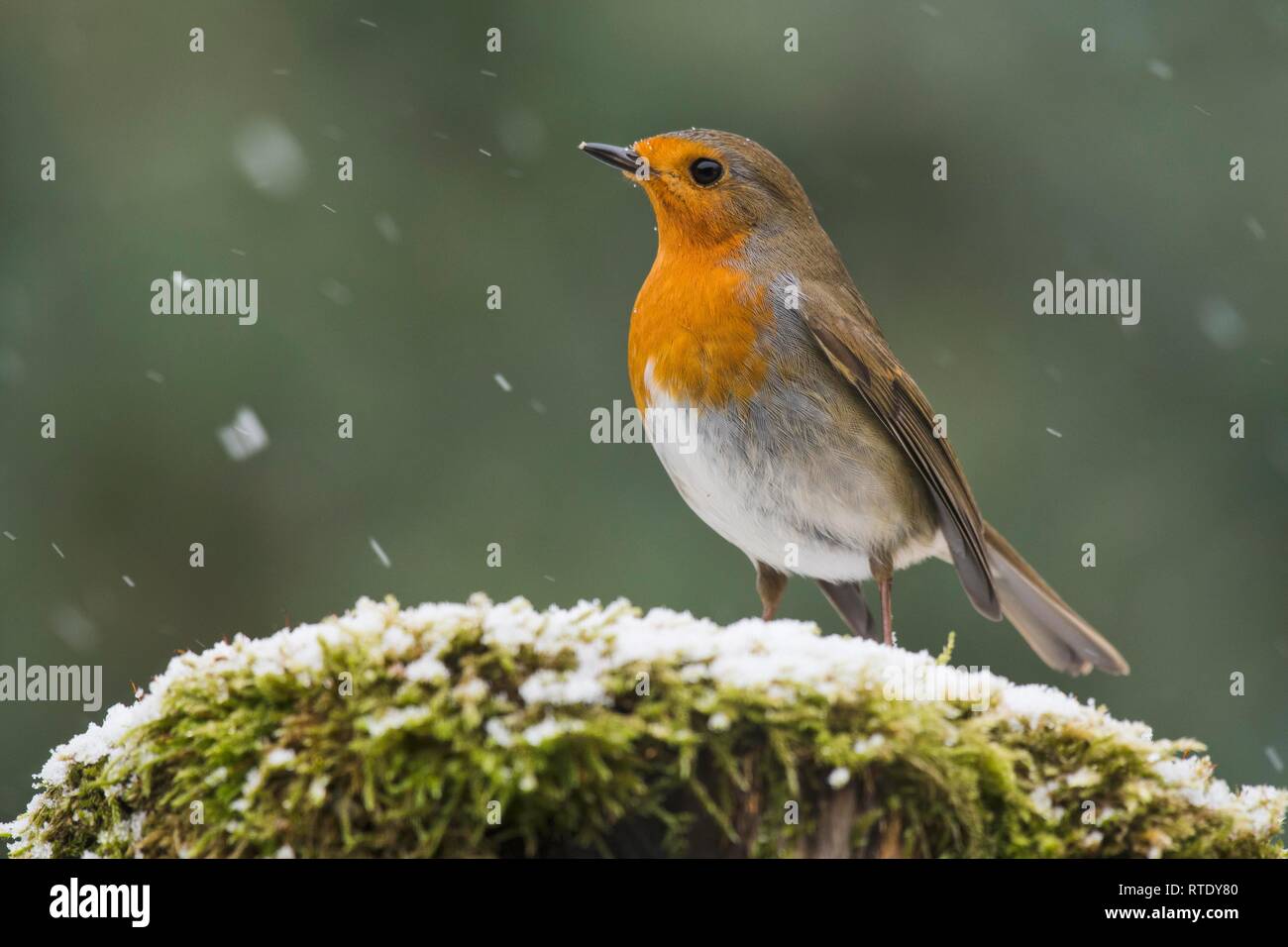 European robin (Erithacus rubecula), sits on moss during snowfall, Emsland, Lower Saxony, Germany Stock Photo