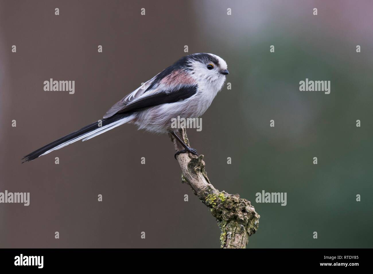 Long-tailed tit (Aegithalos caudatus), sitting on a branch, Emsland, Lower Saxony, Germany Stock Photo