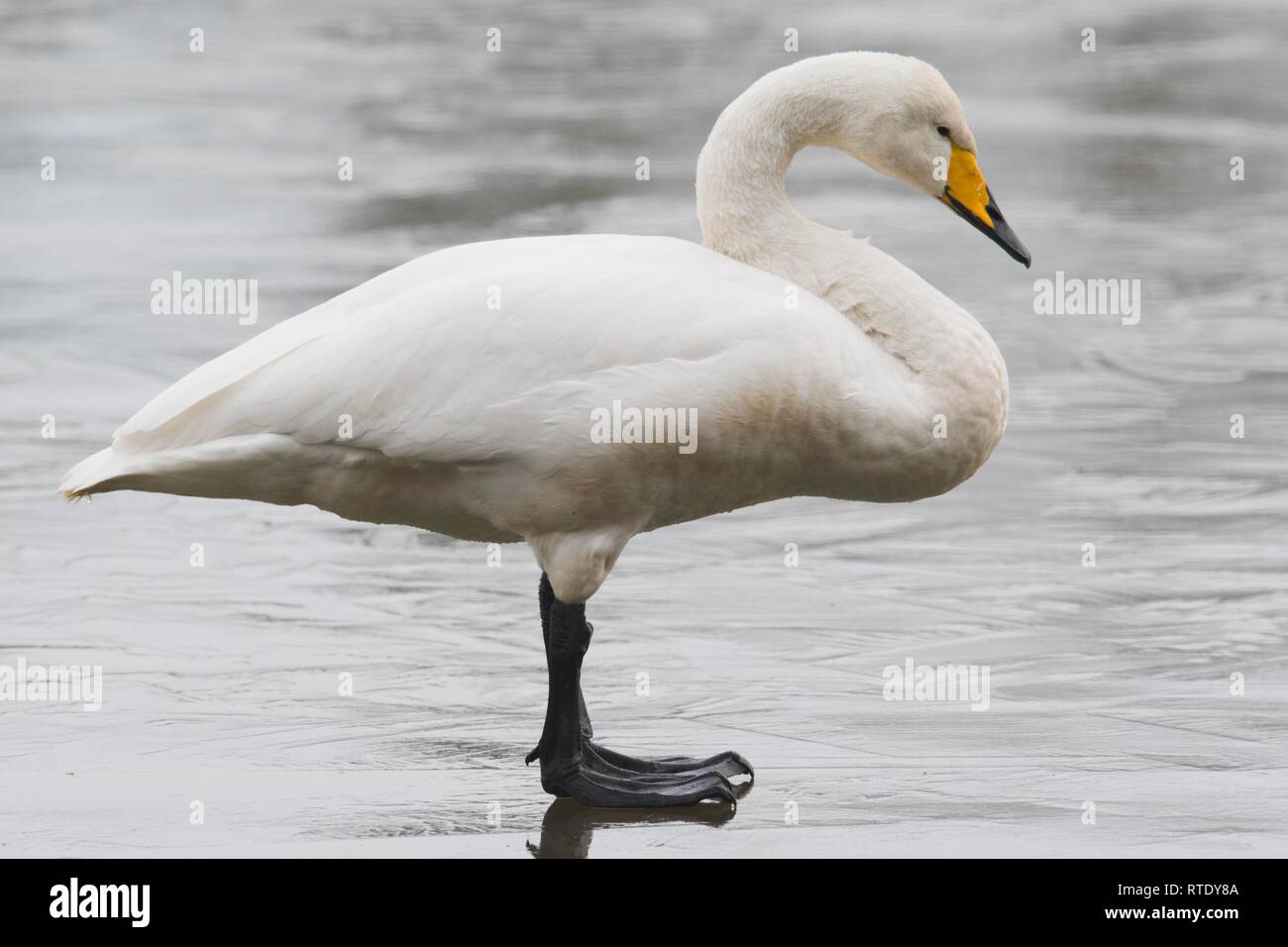Whooper swan (Cygnus cygnus), standing on ice, Emsland, Lower Saxony, Germany Stock Photo