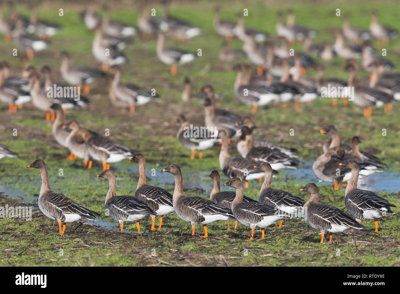 Bean Geese (Anser fabalis), flock of birds gathering on meadow, winter visitors, Emsland, Lower Saxony, Germany Stock Photo