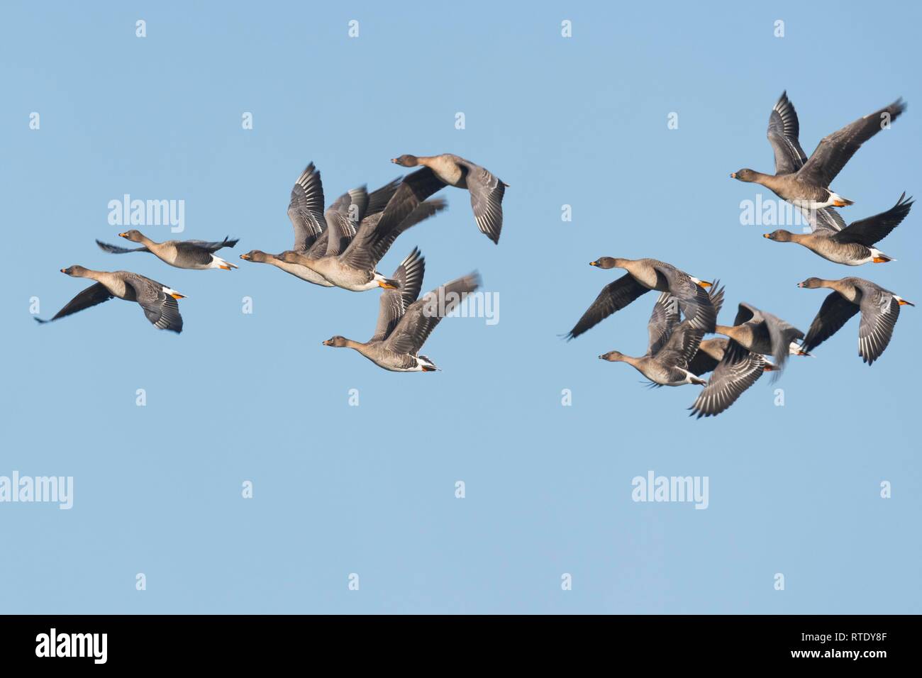 Bean Geese (Anser fabalis), flock of birds, flying, Emsland, Lower Saxony, Germany Stock Photo