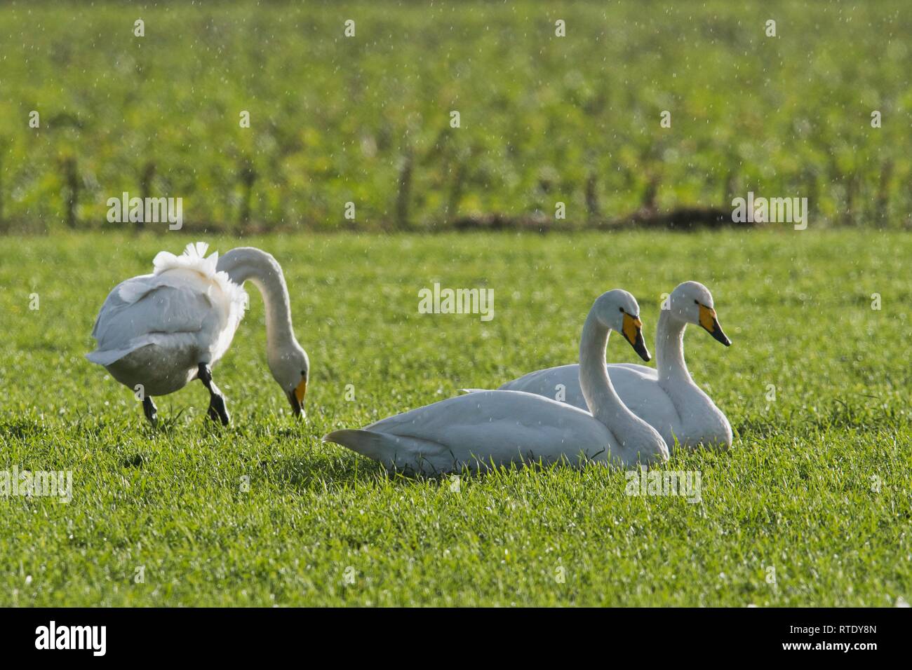 Whooper swans (Cygnus cygnus), on a meadow in rain, Emsland, Lower Saxony, Germany Stock Photo
