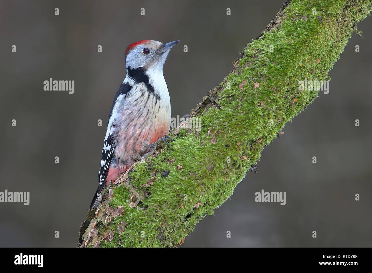 Middle spotted woodpecker (Dendrocopus medius) sits on a mossy branch, North Rhine-Westphalia, Germany Stock Photo