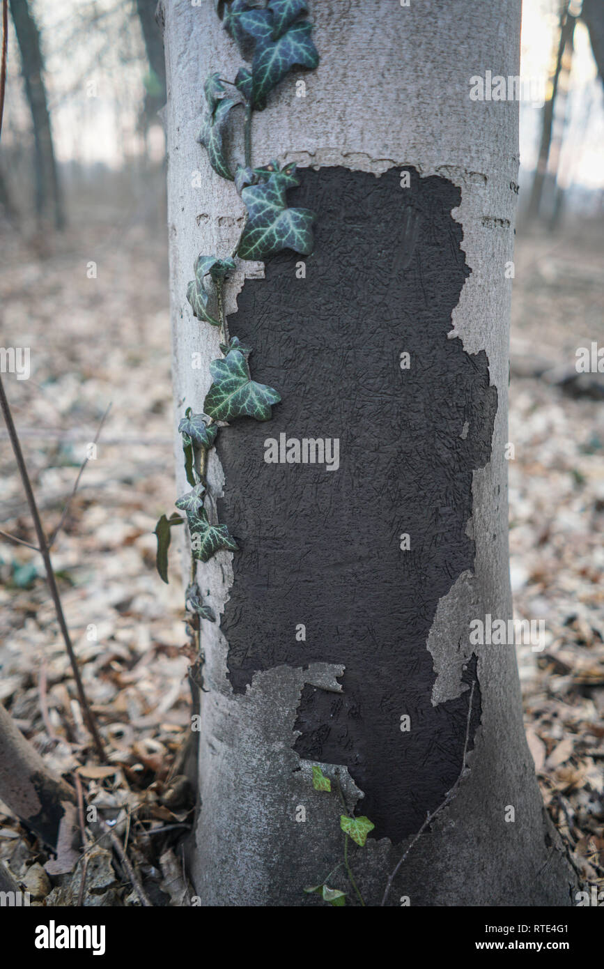 28 February 2019, Hessen, Frankfurt/Main: A tree affected by the soot bark disease in a piece of forest in the south of the city. The disease, which is caused by a fungus, can severely damage the trees and cause them to die. In humans, the fungal spores that rise like black dust can cause respiratory problems. Photo: Frank Rumpenhorst/dpa Stock Photo
