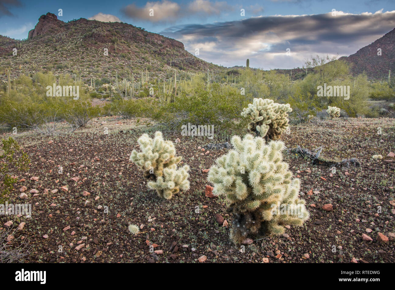 Scenic landscapes on the Puerto Blanco Drive, Organ Pipe Cactus National Monument, south-central Arizona, USA Stock Photo