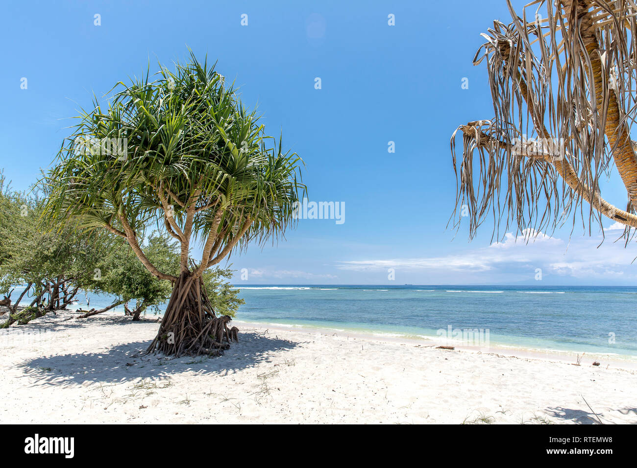 Tropical trees on the coast of Gili Trawangan in Indonesia. Stock Photo