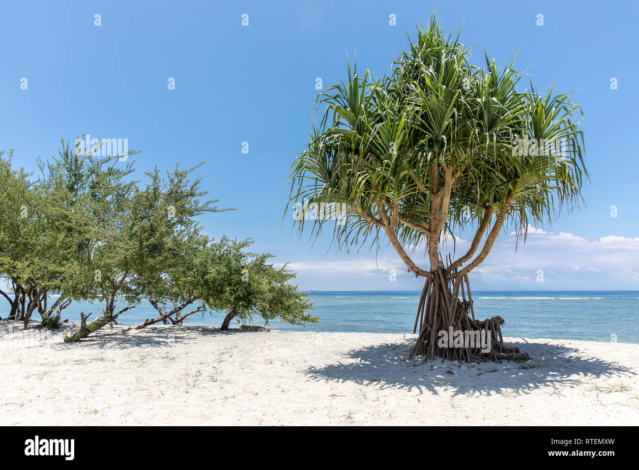 Tropical trees on the coast of Gili Trawangan in Indonesia. Stock Photo