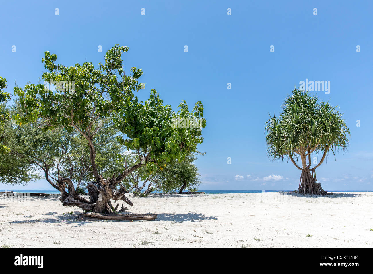 Tropical trees on the coast of Gili Trawangan in Indonesia. Stock Photo