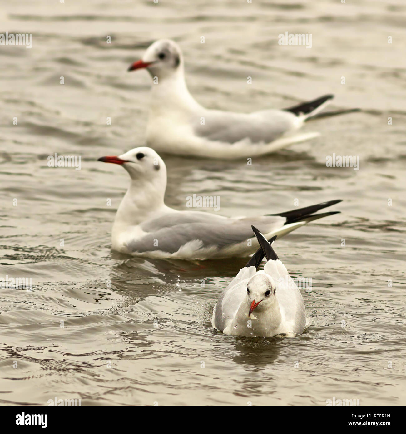 black headed gulls floating on river ( Chroicocephalus ridibundus ) Stock Photo