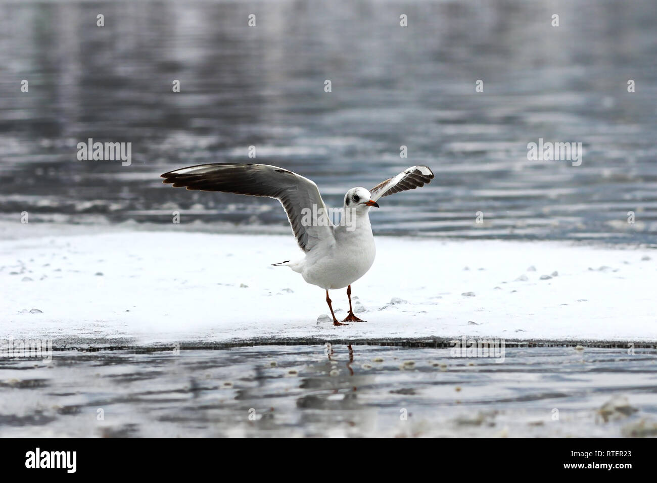 Chroicocephalus ridibundus on icy river, black headed gull in winter plumage Stock Photo