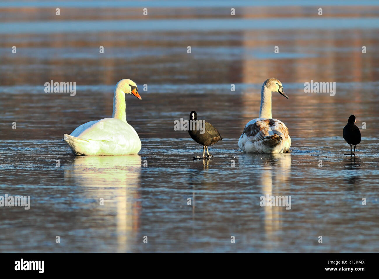 common coot on icy lake,standing with mute swans ( Fulica atra, Cygnus olor ) Stock Photo