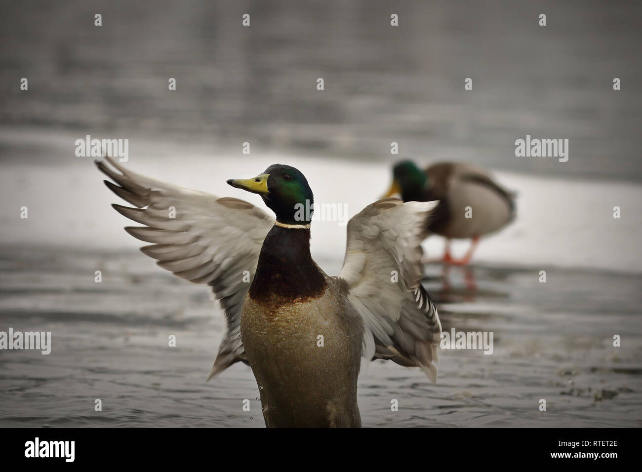 male mallard duck flapping wings on icy pond ( Anas platyrhynchos ) Stock Photo