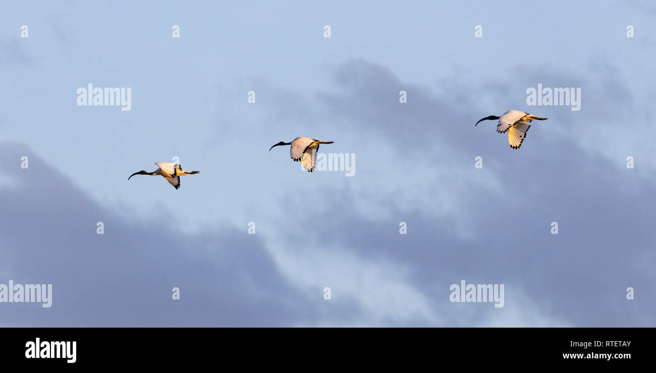 A small flock of African Sacred Ibis flying in formation, wide landscape view, Lewa Wilderness,Lewa Conservancy, Kenya, Africa Stock Photo