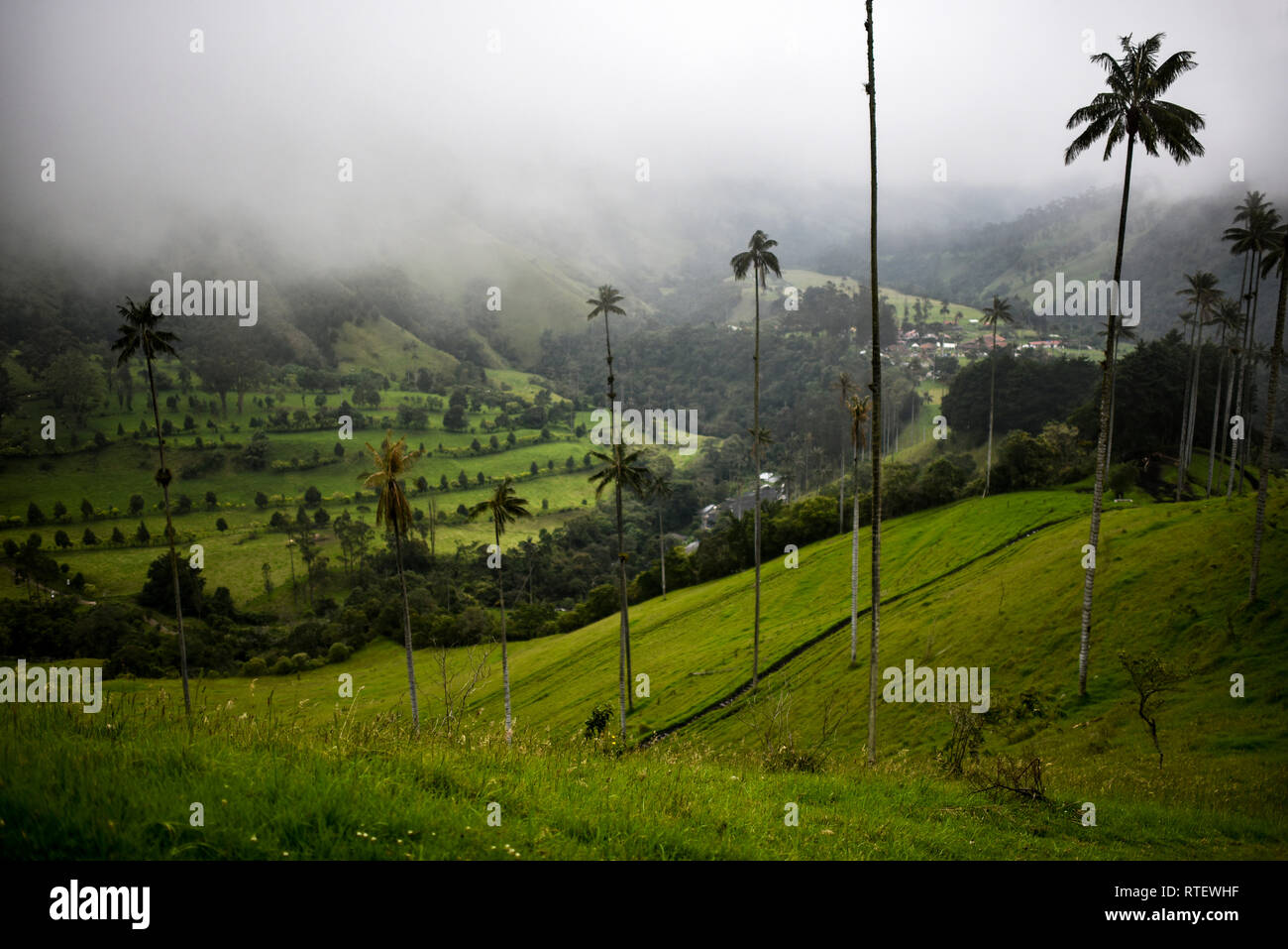 Valle De Cocora Hi Res Stock Photography And Images Alamy