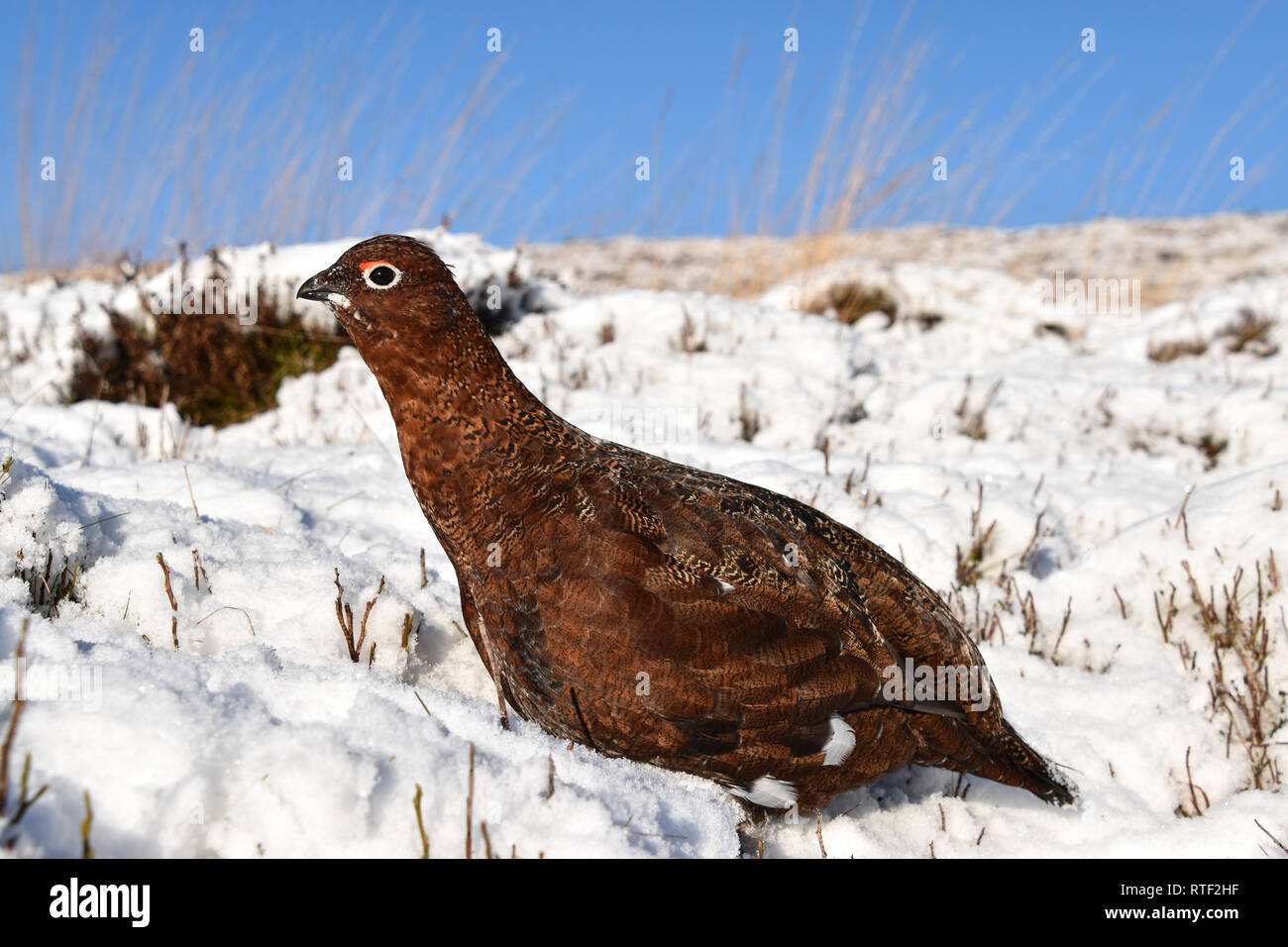 Red Grouse in Snow, Moorland, Hebden Bridge, West Yorkshire Stock Photo