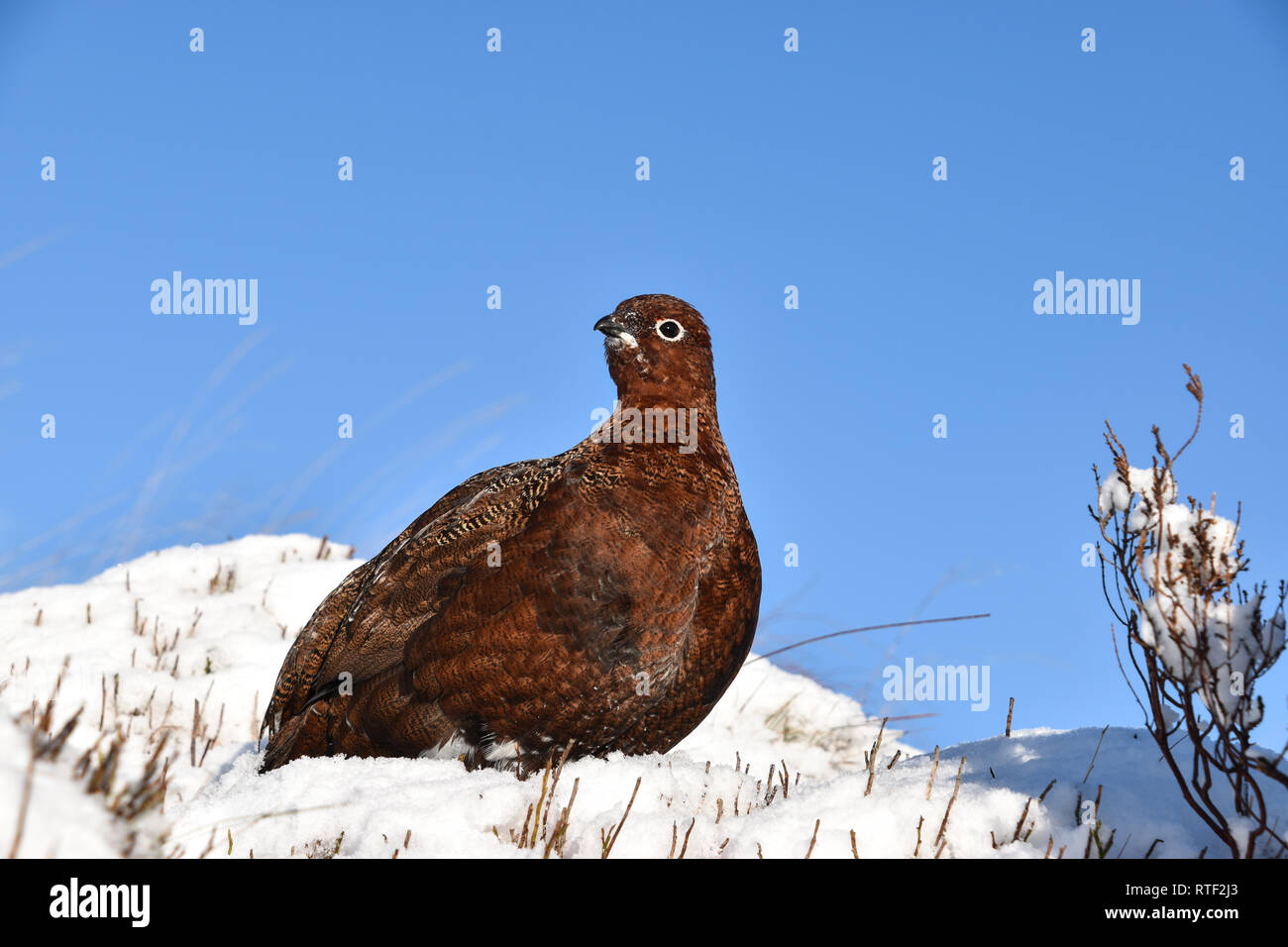 Red Grouse in Snow, Moorland, Hebden Bridge, West Yorkshire Stock Photo